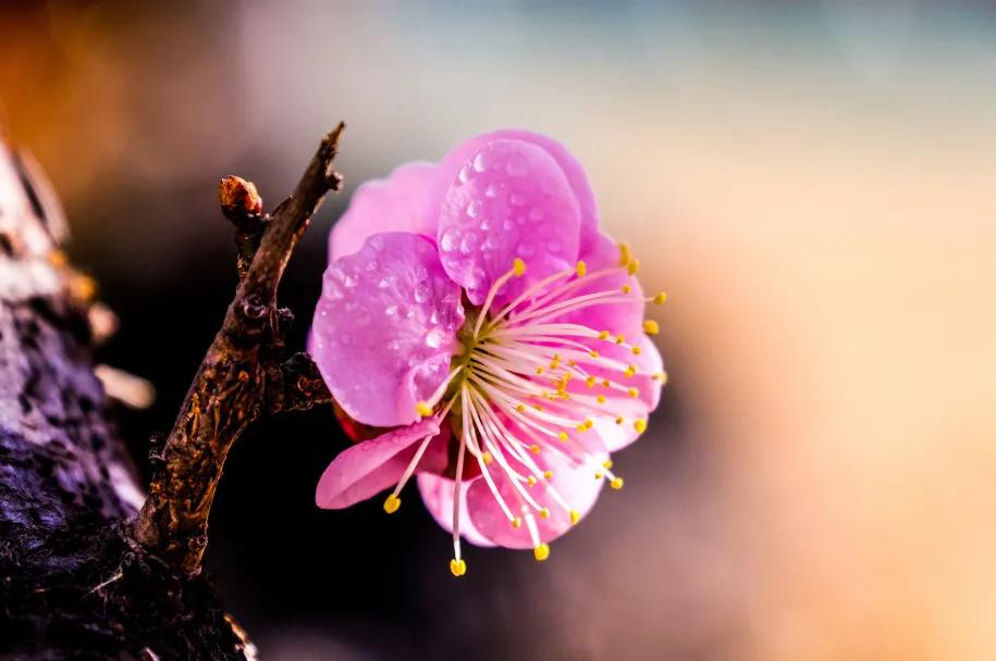 梅花可以泡水吗有毒吗,什么梅花可以入药