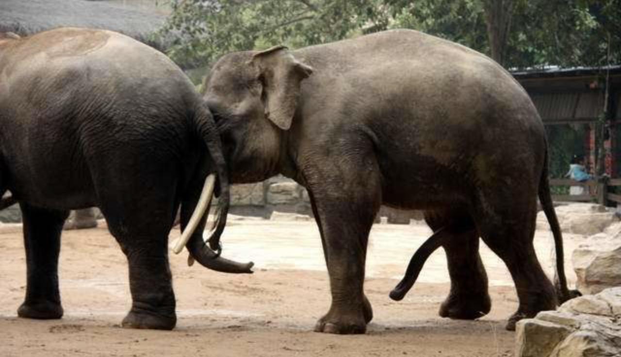 笨重的大象如何交配?