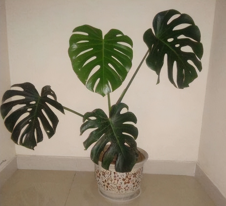 家里养什么盆栽好去甲醛净化空气,什么植物去甲醛旺宅