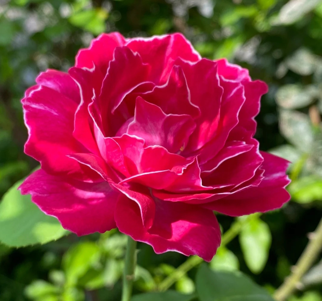 月季花有哪些品种是最好的,月季花有两万多个品种视频