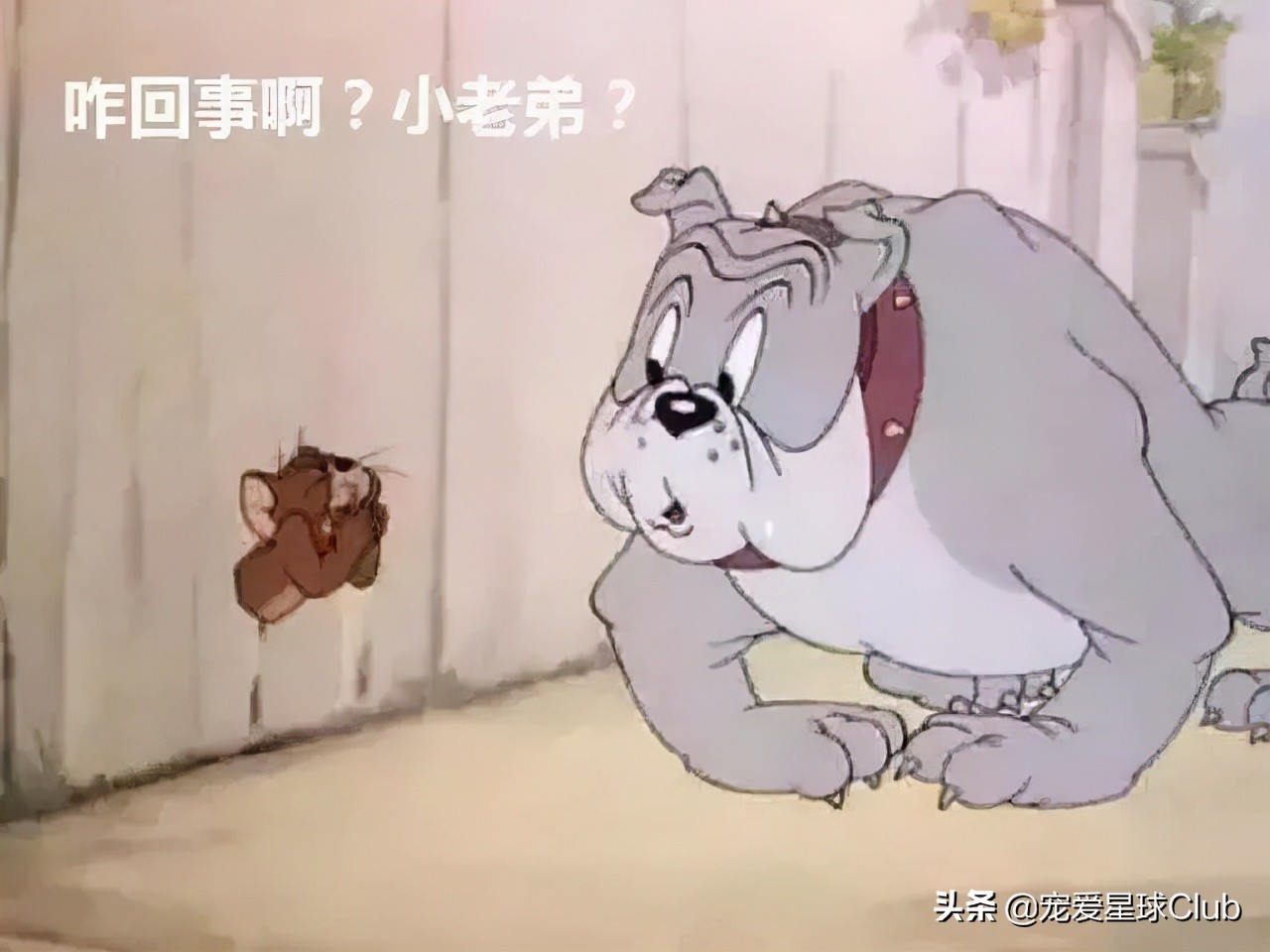 法国斗牛犬是小型犬吗,法国斗牛犬奶油