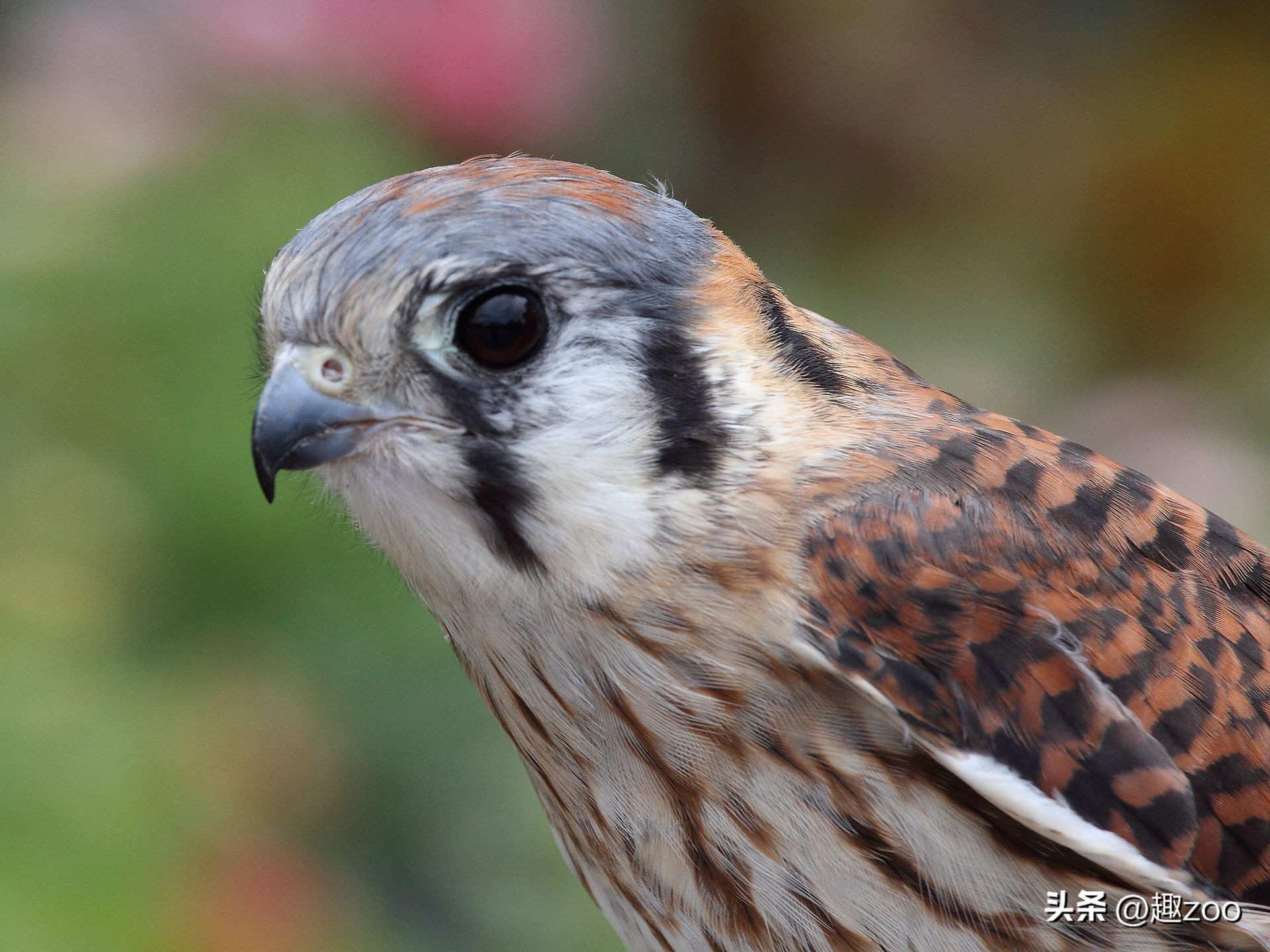 世界十大视力超群的动物,独特视觉动物盘点