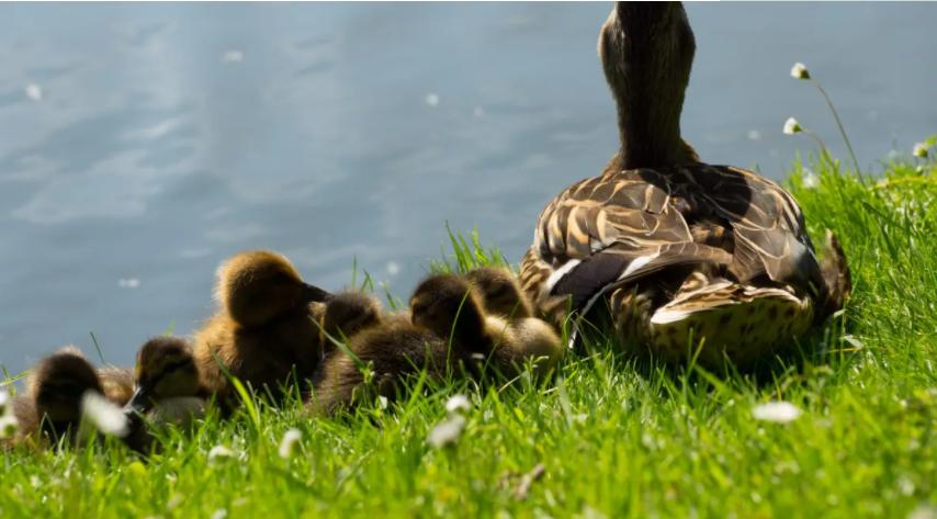 鸭子瘫痪了,鸭子瘫痪不吃东西