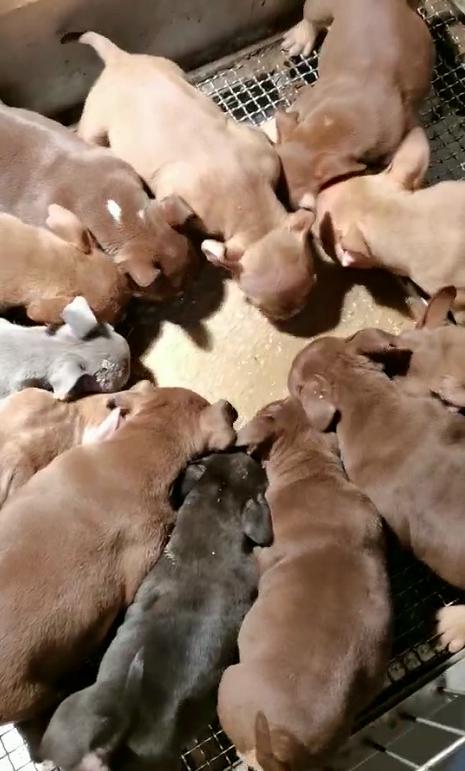 宠物店的狗狗都是吃什么狗粮,狗子整天在想啥