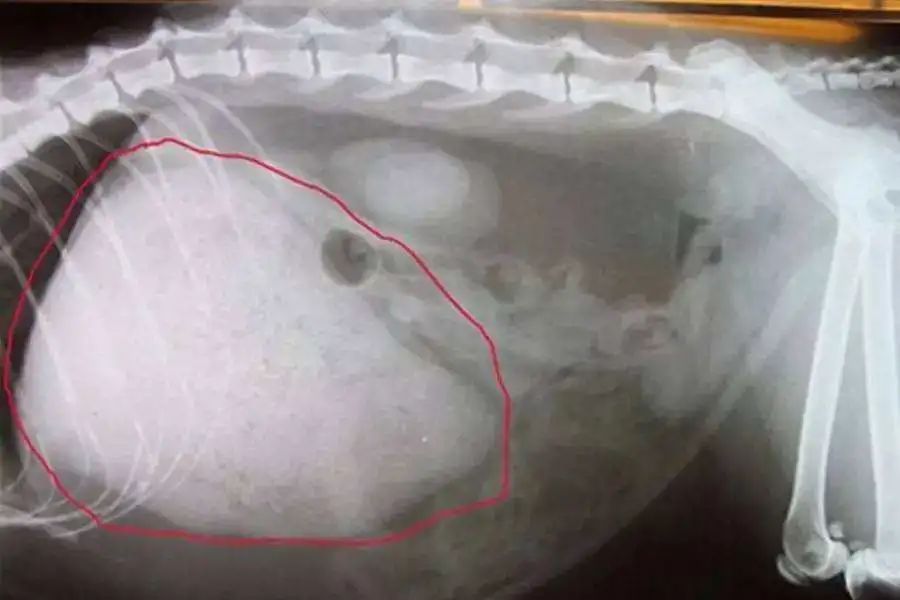 猫咪呕吐铲屎官的反应,猫咪总想呕吐但是吐不出来怎么办