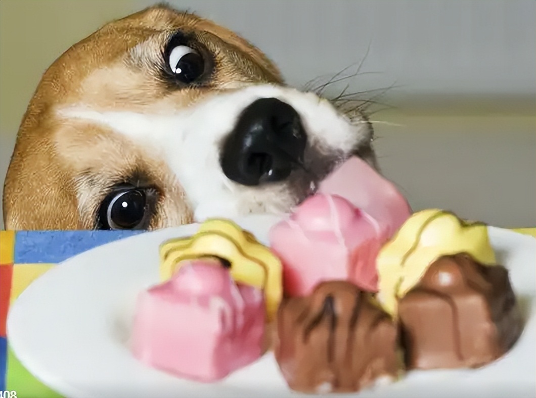 狗狗拉稀便便腥臭一定是细小吗,狗狗拉稀的常见原因及治疗方法