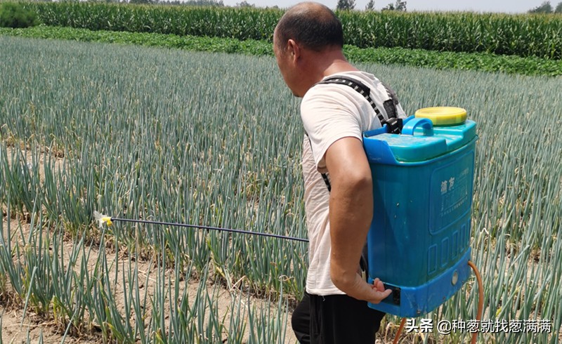 大葱生虫怎么防治,怎样预防葱的病虫害