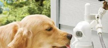 金宠狗粮十大品牌排行榜,宠物狗粮哪个牌子品质好