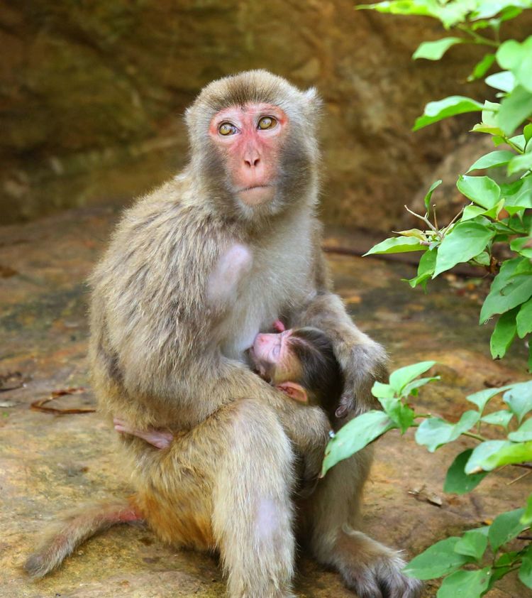 云南所有稀有动物猴子,云南稀有野生动物猴子