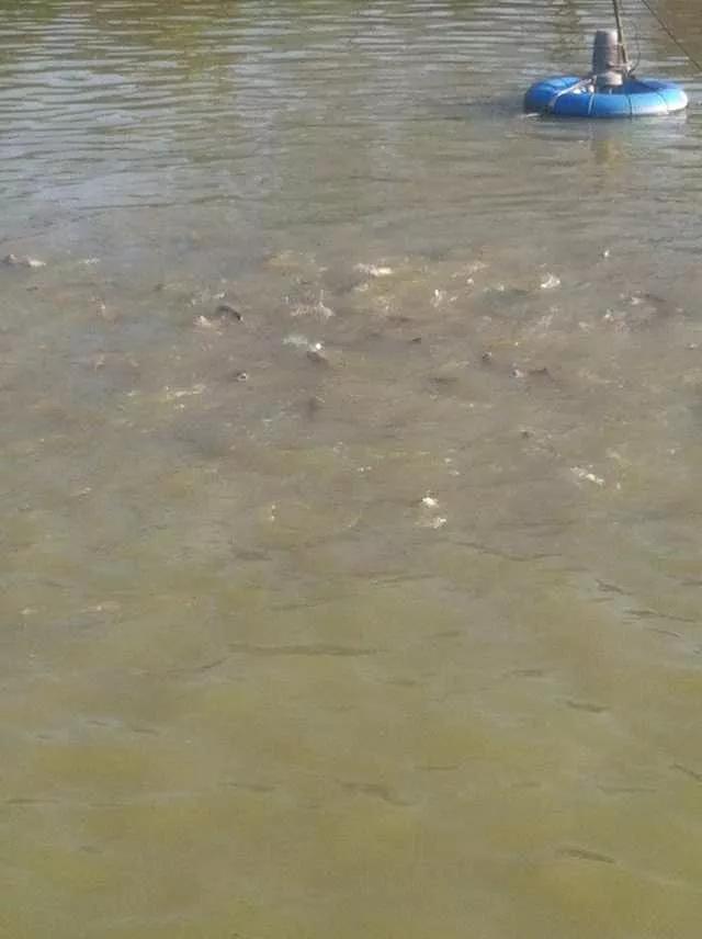 最好吃的淡水鱼排行榜,最好吃的淡水鱼品种大全