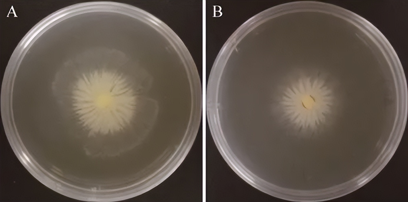 研究菌群,研究肠道微生物的生态学意义