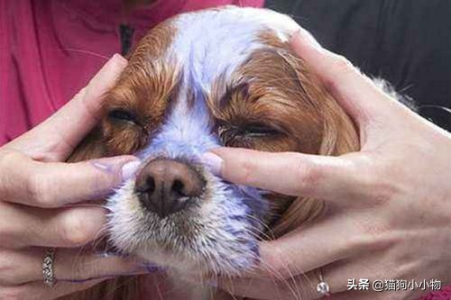 比熊狗狗去泪痕狗粮推荐,狗狗泪痕严重喂什么狗粮