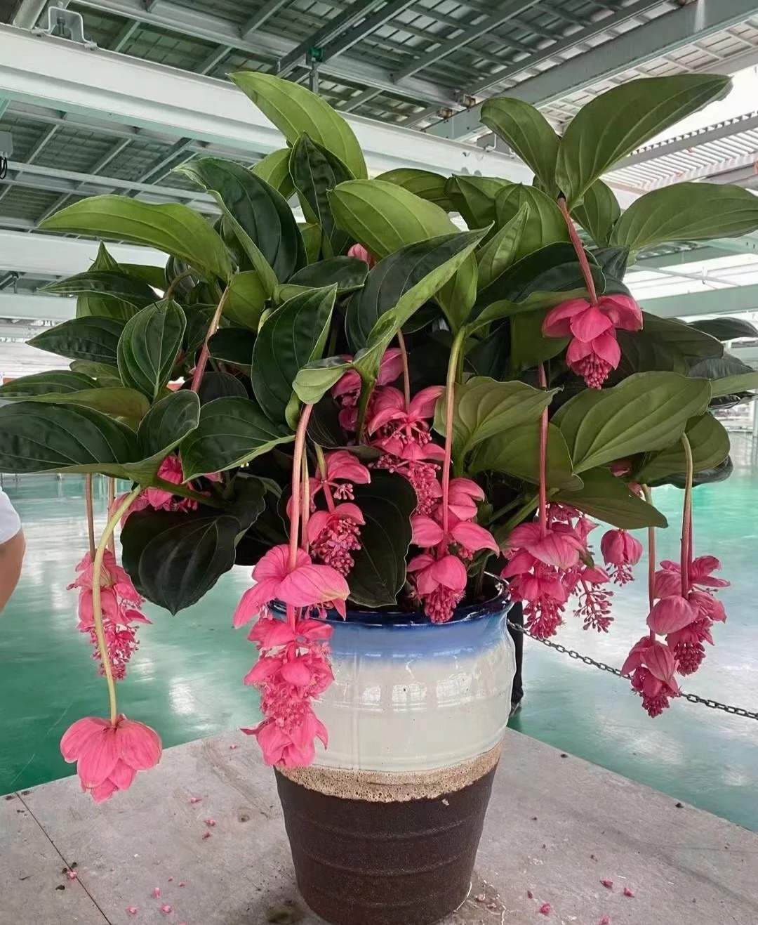 最美花王,花王宝莲灯