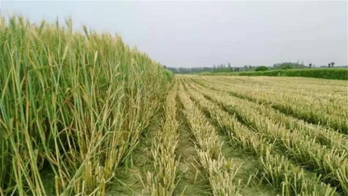 河南严禁任何毁麦事件发生,河南省严禁毁麦事件