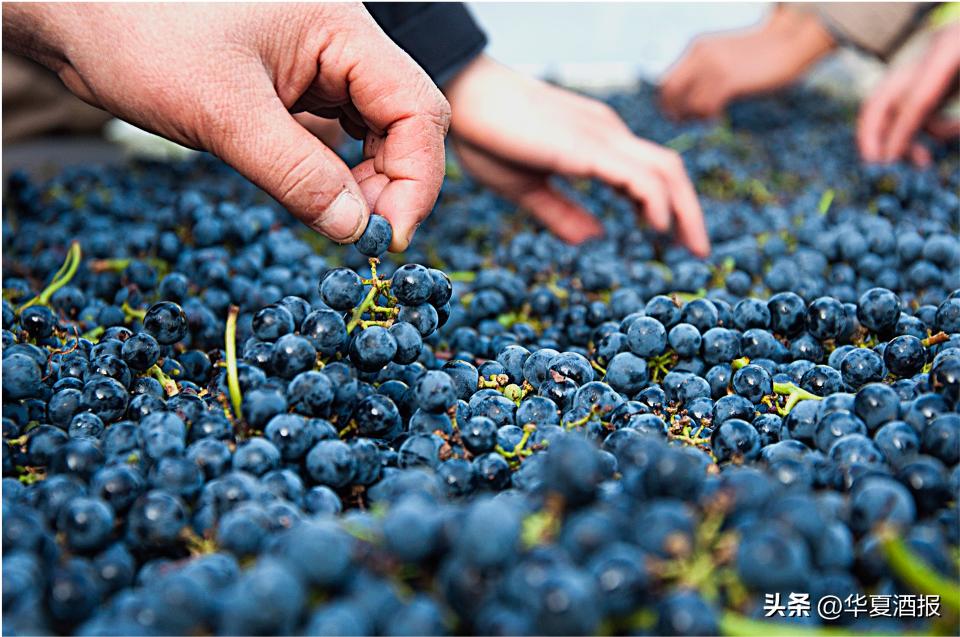 福布斯2024,福布斯2025