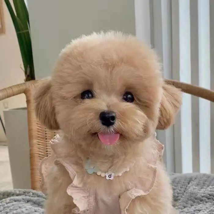 狗狗无缘无故惊慌乱叫乱躲怎么办,狗狗一有动静就醒是怎么回事