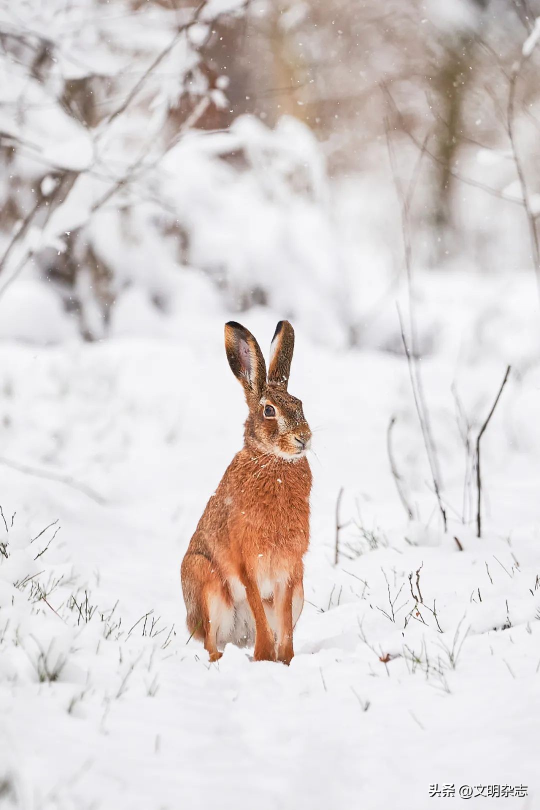 兔子来阳台,兔子来到新家