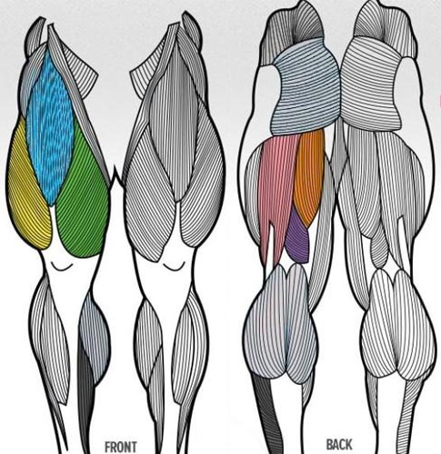 练深蹲的时候腿抖,为什么深蹲提踵腿会抖