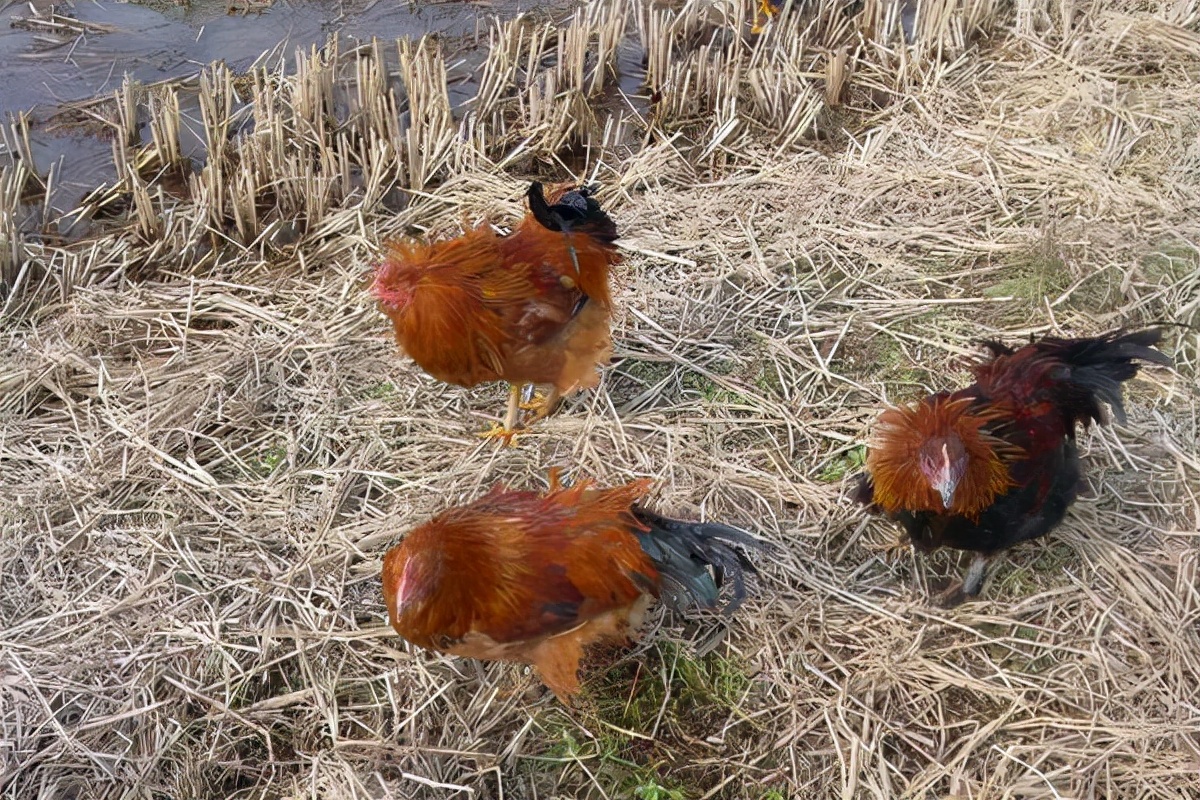 山上养鸡最怕什么？如果你在山上养鸡你要清楚这些地方