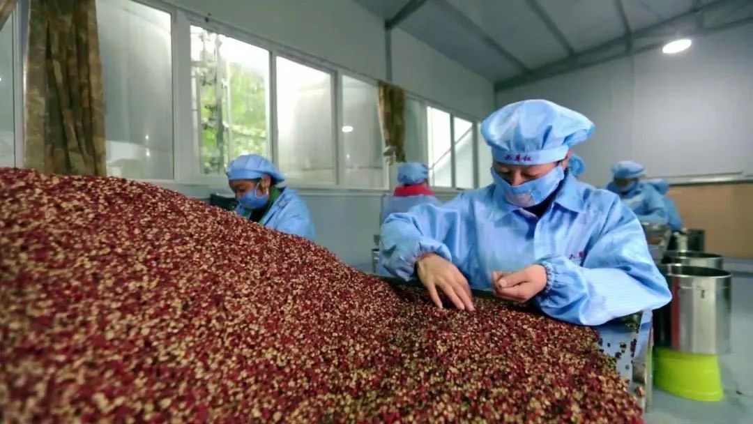 四川大山里有啥名贵药材,四川农村的十大特产