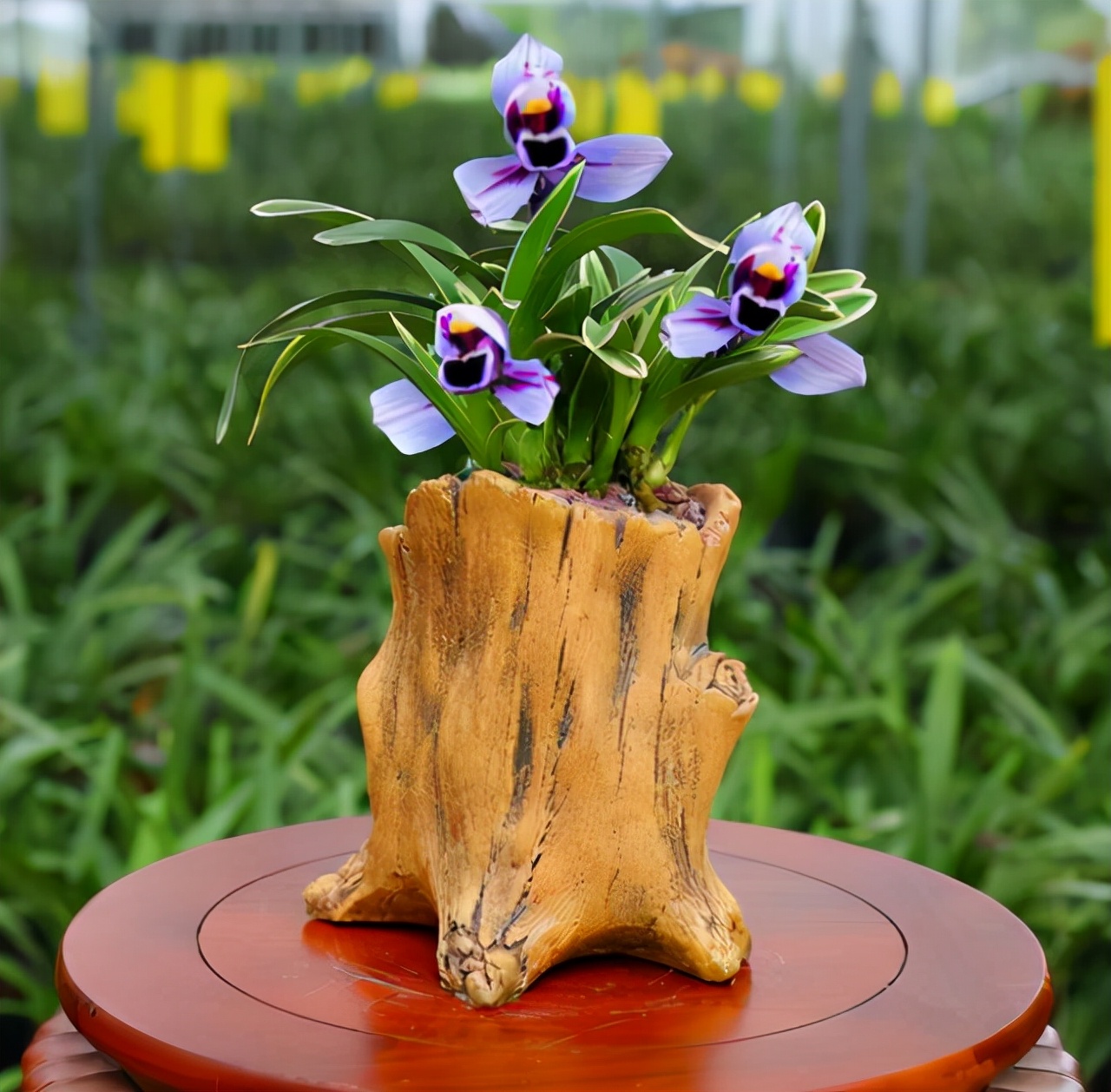 容易养的香气浓郁的兰花,开花多且香的兰花推荐