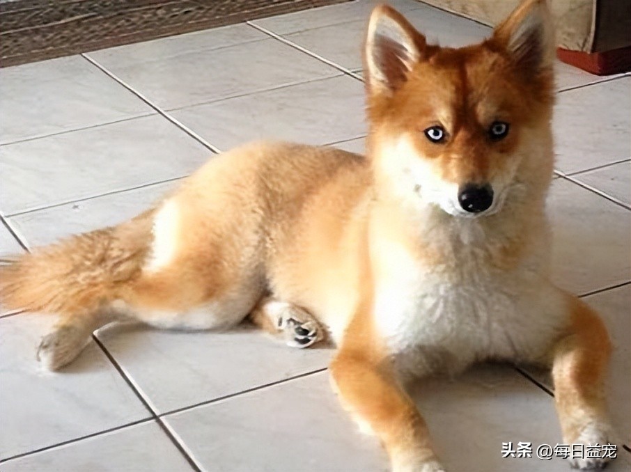 男子收养了一只小土狗,男子收养一只被遗弃的动物