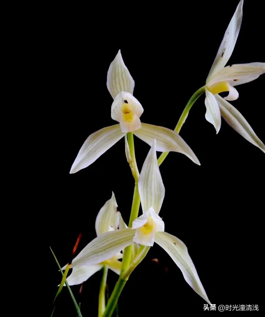 花中四君子之一兰花,兰花花草欣赏