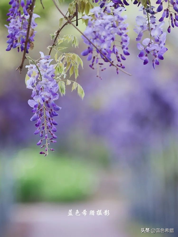 暮春时节紫藤花开,紫藤花开暮春到来
