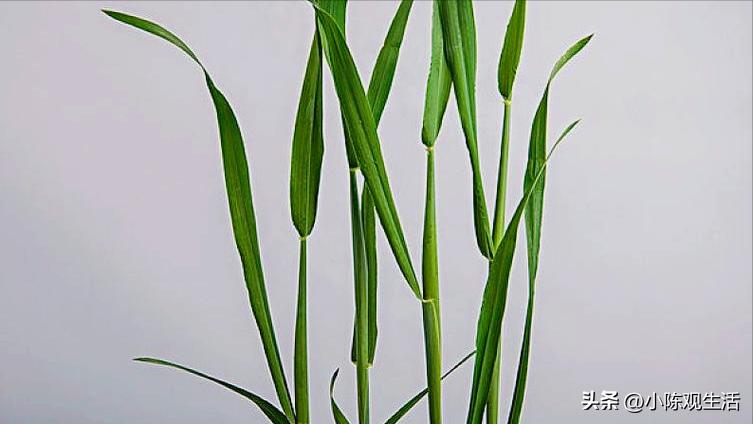 认识植物叶子的基础知识,植物叶子形态各异选择你最熟悉的