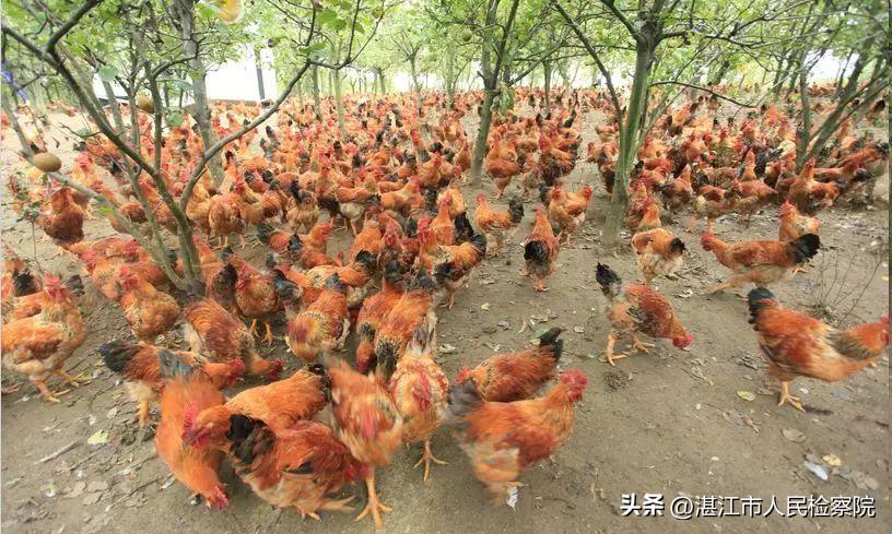 情怀、理念、路径、拼劲、执着、传承——以6个关键词总结湛江市检察院乡村振兴工作