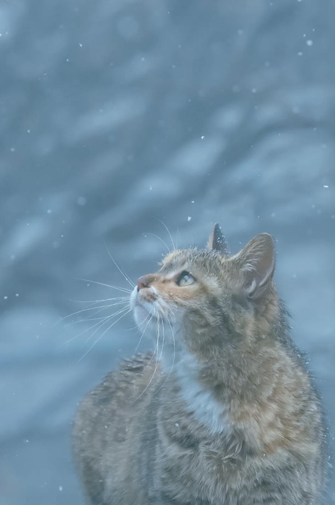 治愈系壁纸｜132张可爱小猫咪的样子