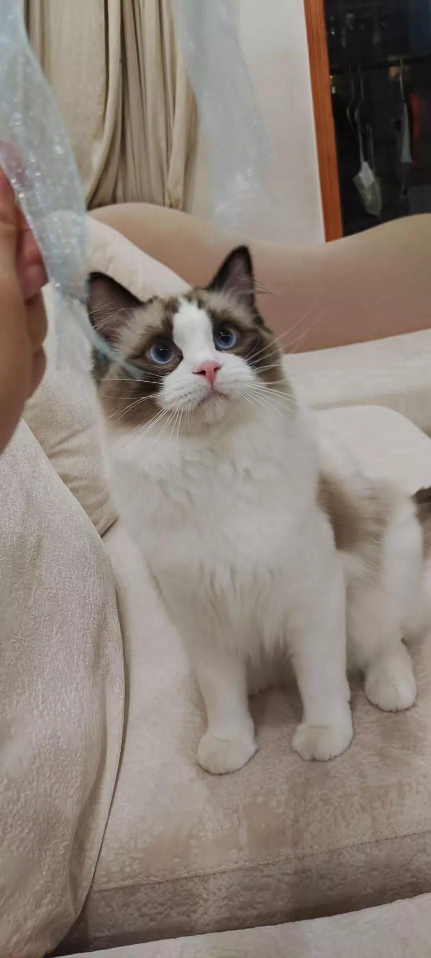 布偶猫一岁才7斤是猫传腹吗,布偶猫湿性传腹治疗过程