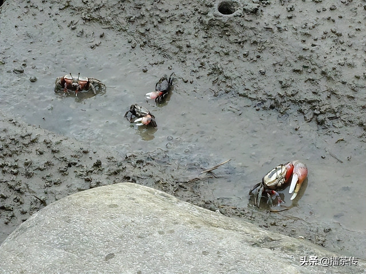 高美湿地最佳夕阳观景点,一个很美的湿地景区