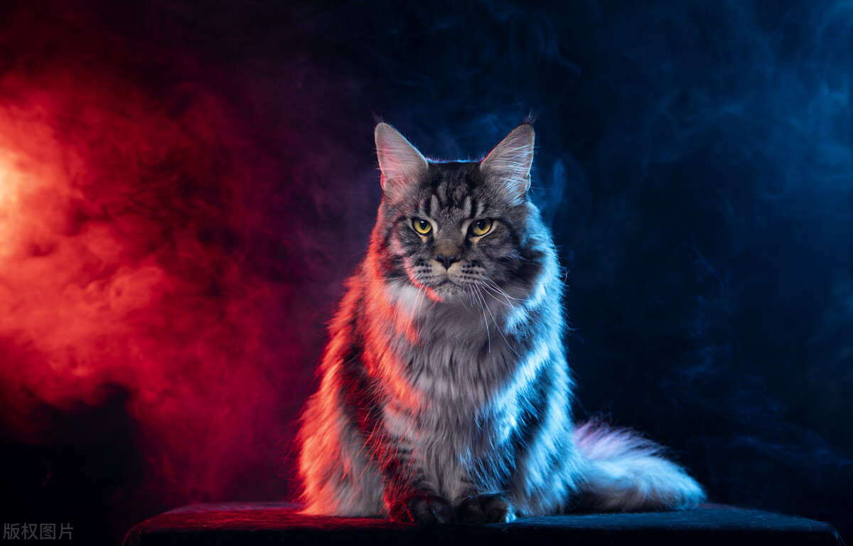 10大常见品种猫优缺点,新手必备的十种品种猫