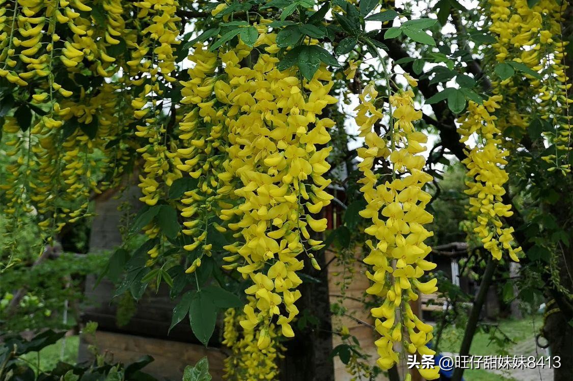 农村消失的水果,农村才能吃到的十种水果