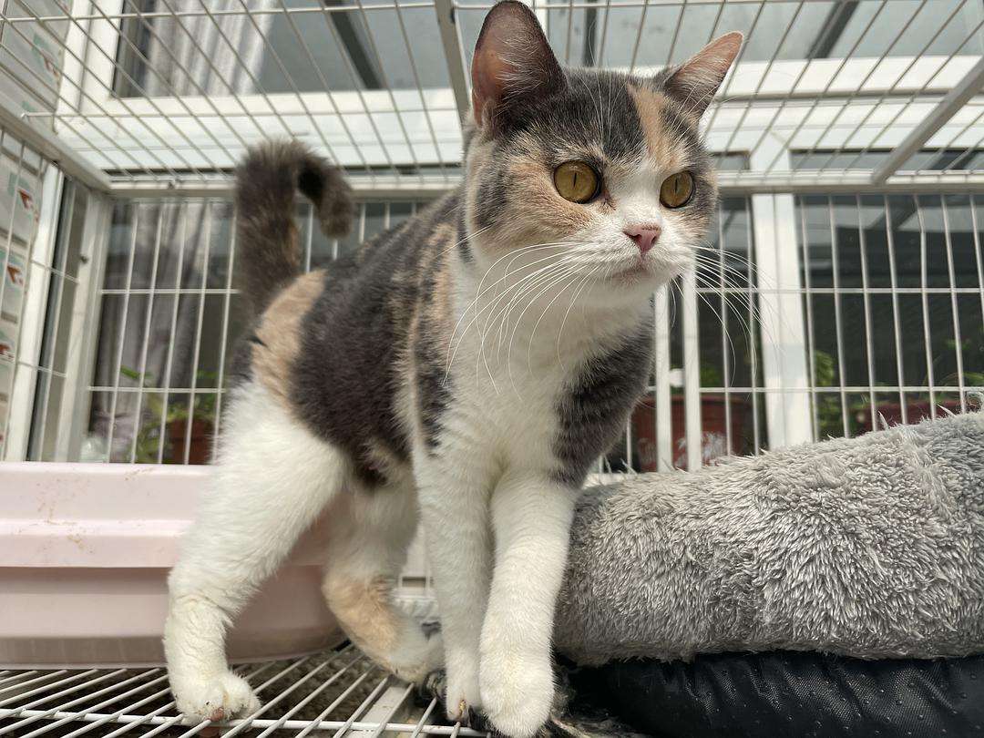 英短猫多少钱一只银渐层,英短猫多少钱一只邢台