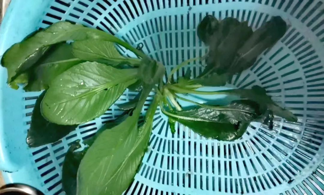 中国白菜种子,中国白菜最有名