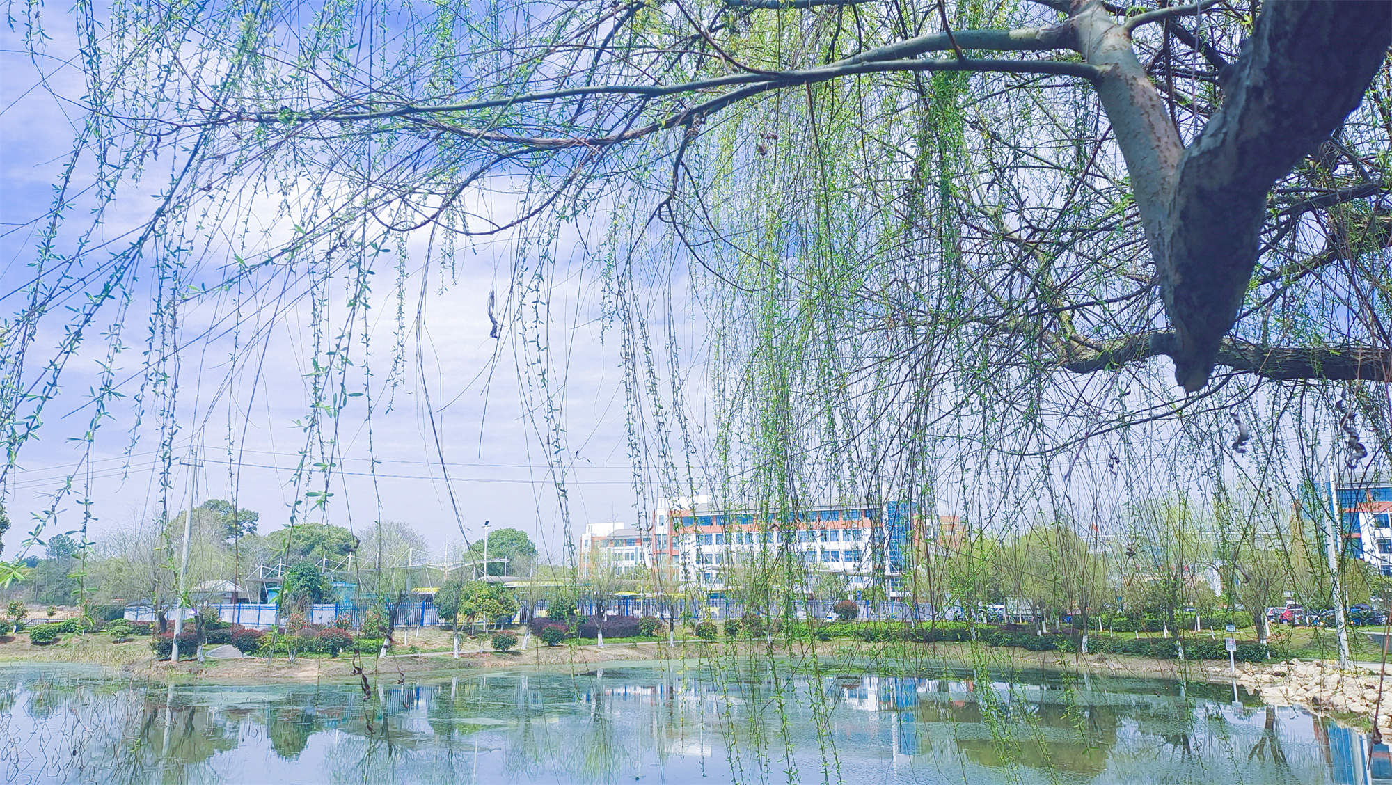 美丽吉安之风光系列：春天的柳树婀娜多姿美丽动人