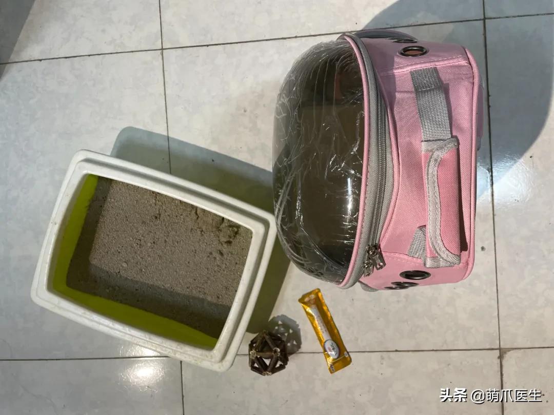 我的猫丢了拿回来要钱怎么办,我的猫丢了隐晦的意思