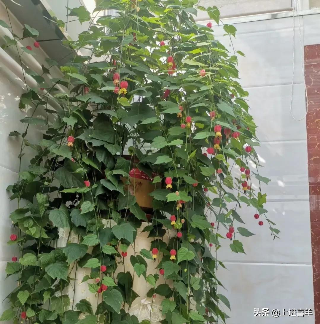 我当民办教师的日子里，兼职洗头姐，学生排着队洗，头上都是虱子