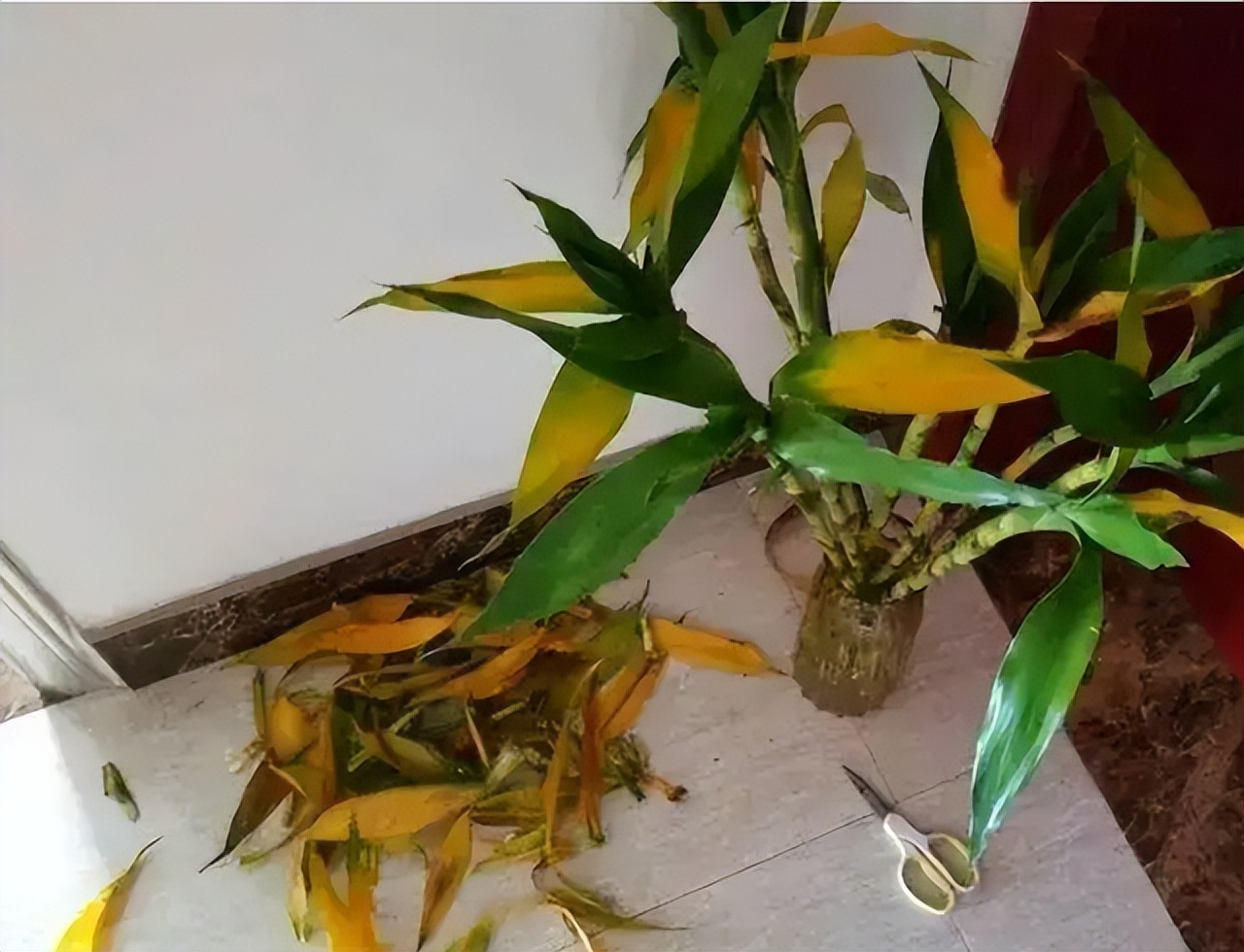 怎样让富贵竹长得又粗又壮,怎么能让富贵竹只长粗不长高