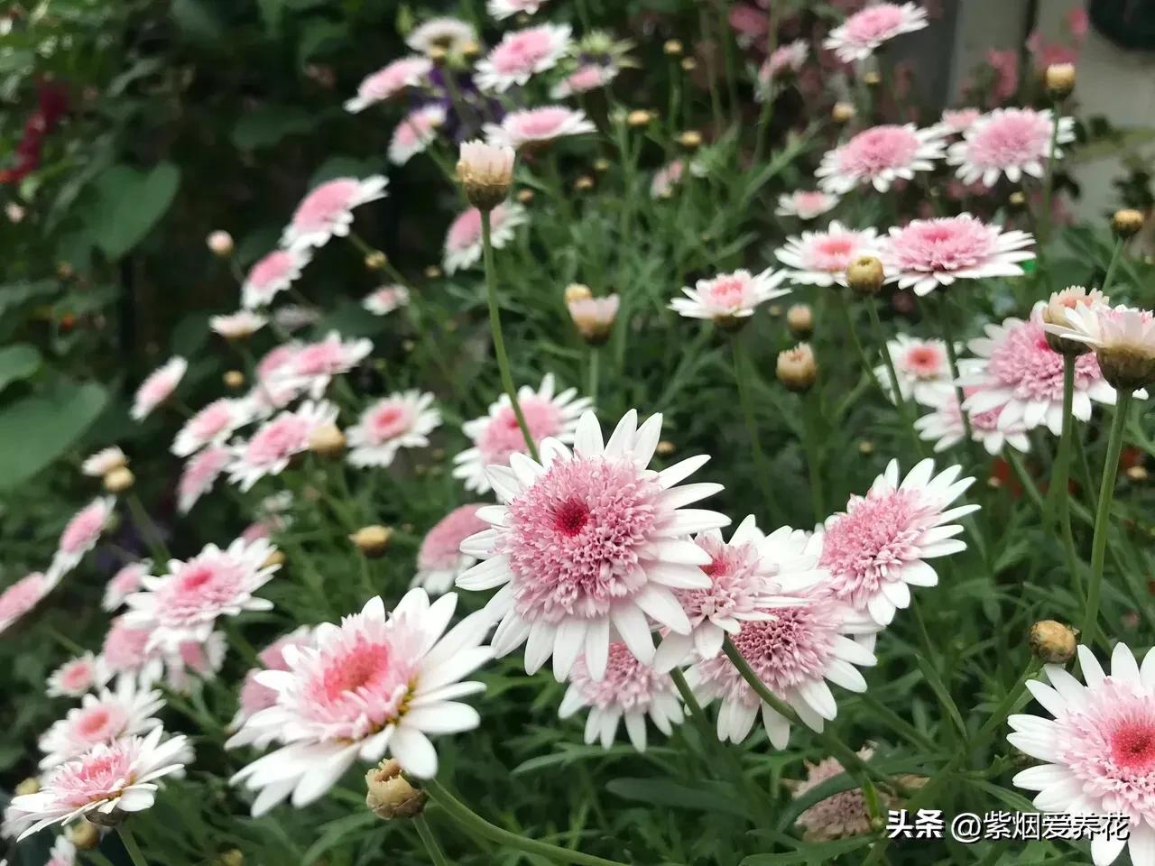 一丛黄菊花图片欣赏,五颜六色姹紫嫣红的鲜花