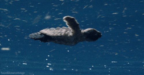 少儿长高运动左右跳,儿童运动长高交叉跳