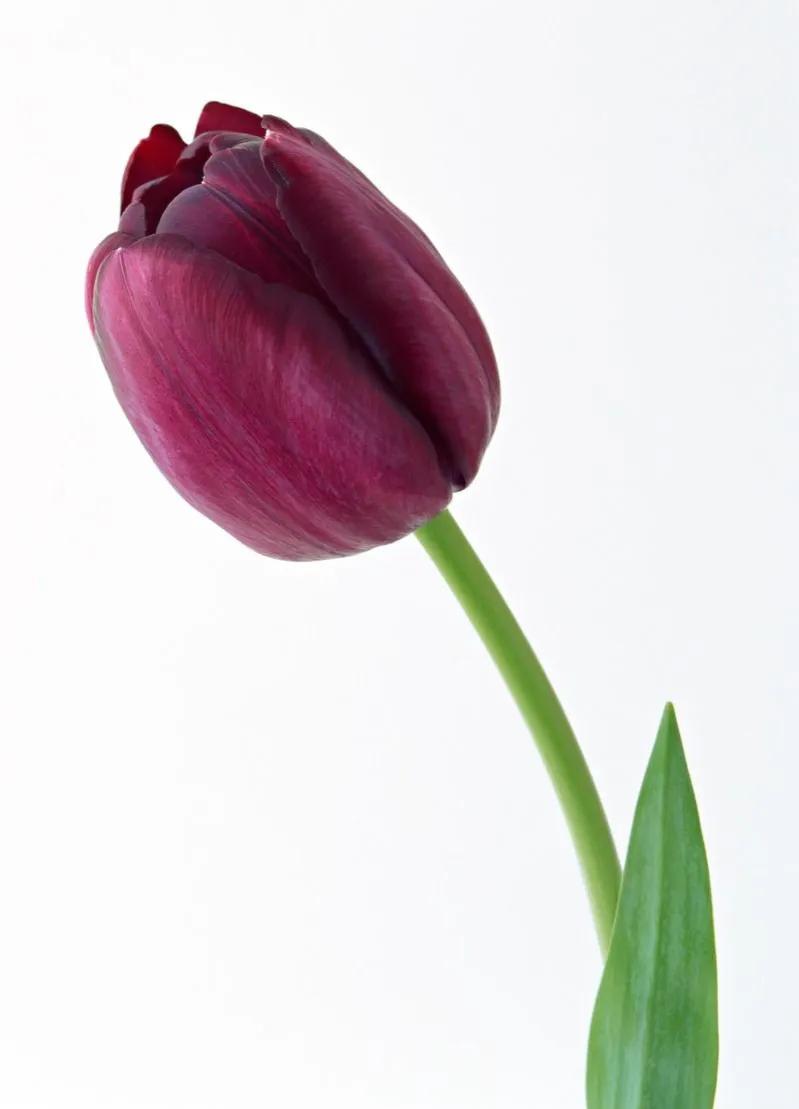 郁金香欣赏,郁金香图片大全大图欣赏