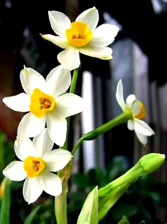 古诗词中的水仙花：飘零尘俗客再见水仙花