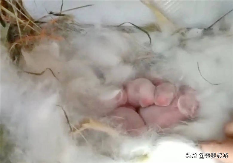 广州幸福田园犇牛牧场兔妈妈一窝生6只兔宝宝迎接兔年春节到来