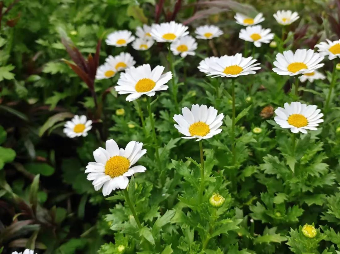 驱蚊竹柏买回来有土,驱蚊的植物真的有效吗