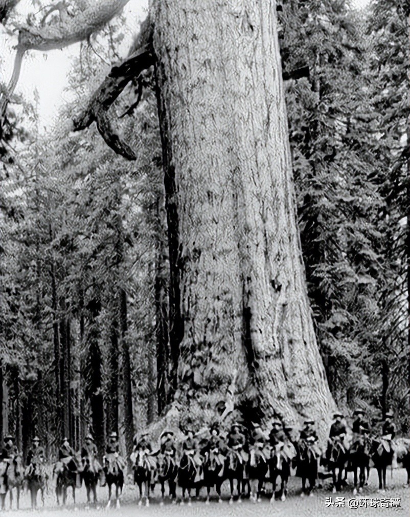 自然界中的庞然大物,自然界奇形怪状的东西