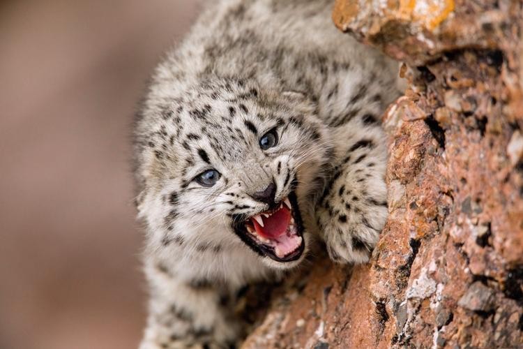 云南农村小伙捡到一只小猫,小伙捡到一只活体小猫