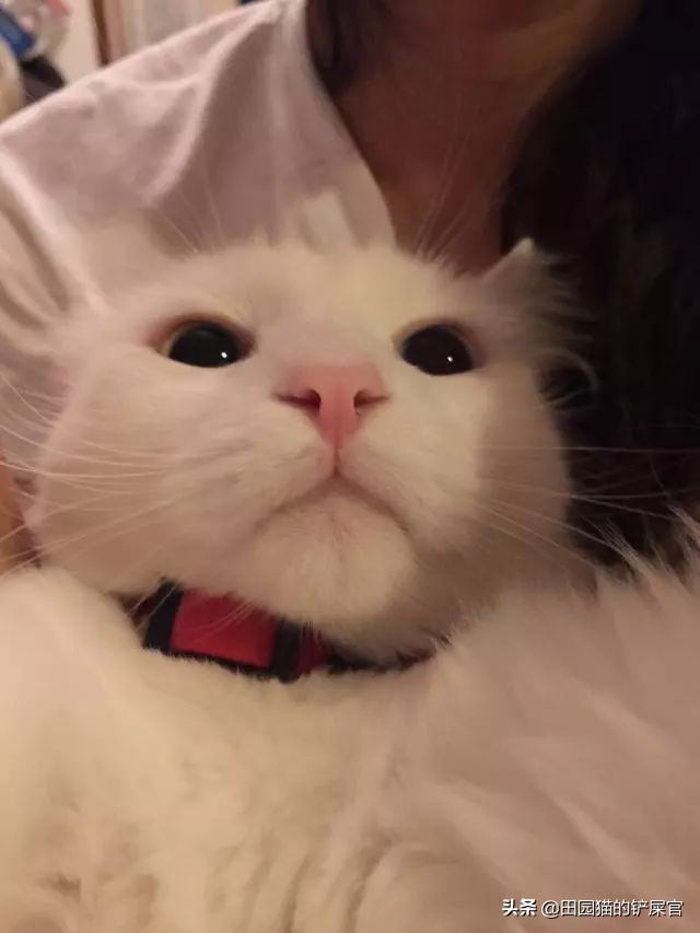 养猫比养狗好的地方是不需要拴绳,养猫不封窗下一句